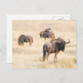 Groep wildebeest briefkaart (Voorkant / Achterkant)