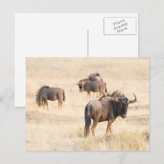 Groep wildebeest briefkaart (Voorkant / Achterkant)