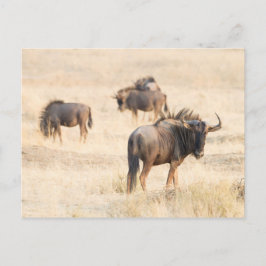 Groep wildebeest briefkaart