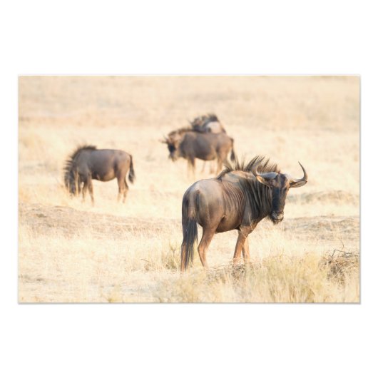 Groep wildebeest foto afdruk (Voorkant)