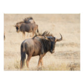 Groep wildebeest poster (Voorkant)