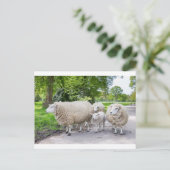 Groep witte schapen en lammeren op de weg in natuu briefkaart (Staand voorkant)