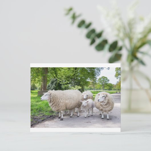Groep witte schapen en lammeren op de weg in natuu briefkaart (Staand voorkant)