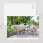 Groep witte schapen en lammeren op de weg in natuu briefkaart (Voorkant / Achterkant)