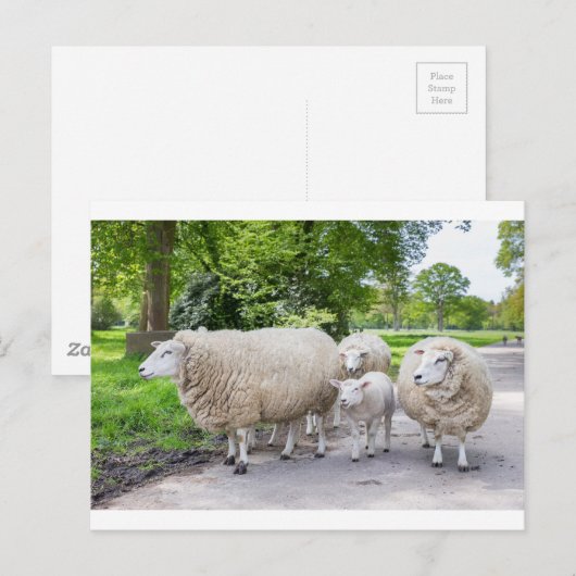 Groep witte schapen en lammeren op de weg in natuu briefkaart (Voorkant / Achterkant)