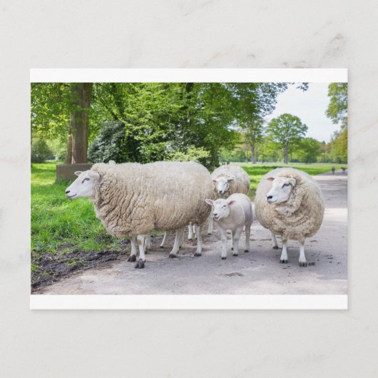 Groep witte schapen en lammeren op de weg in natuu briefkaart (Voorkant)