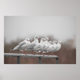 Groep zeegarenden poster