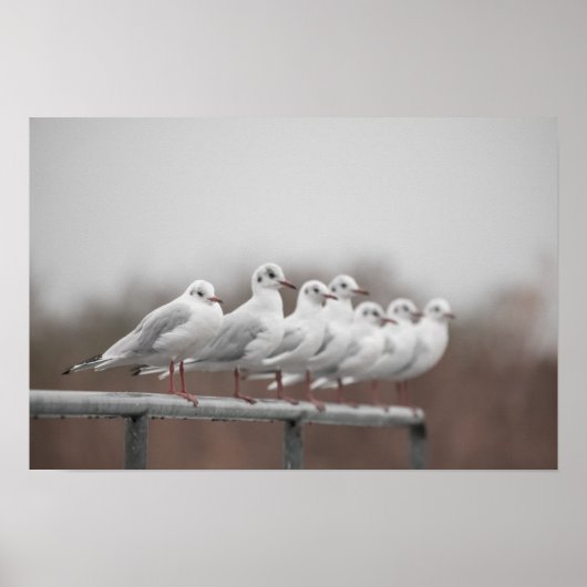 Groep zeegarenden poster (Voorkant)