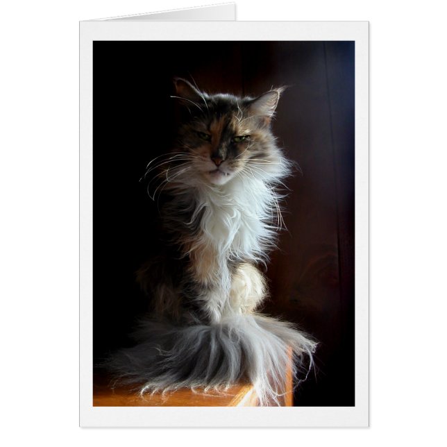 Groeperige, waardige oude kat (Voorkant)