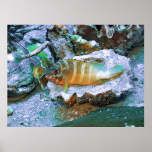 Groepering op een Half Shell Poster