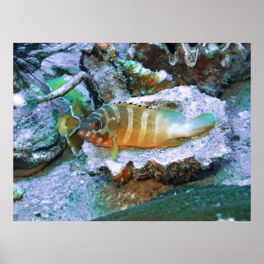 Groepering op een Half Shell Poster (Voorkant)