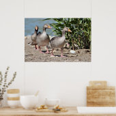 Groepering van de ganzen met de vlag poster (Keuken)