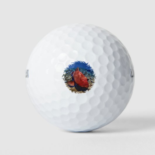 Groepervissen op koraal golfballen (Voorkant)