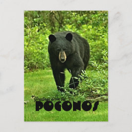Groet uit het zwarte Beer van Poconos Briefkaart