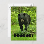 Groet uit het zwarte Beer van Poconos Briefkaart (Voorkant / Achterkant)