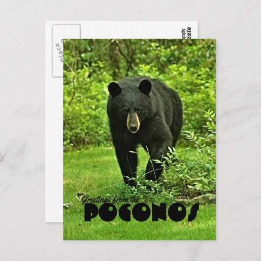 Groet uit het zwarte Beer van Poconos Briefkaart (Voorkant / Achterkant)