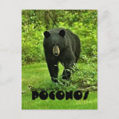 Groet uit het zwarte Beer van Poconos Briefkaart (Voorkant)