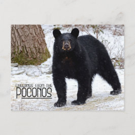 Groeten! Beer Pennsylvania Black in Winter Briefkaart