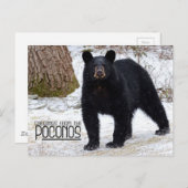 Groeten! Beer Pennsylvania Black in Winter Briefkaart (Voorkant / Achterkant)