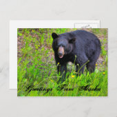 Groeten uit Alaska Briefkaart (Voorkant / Achterkant)