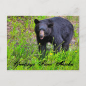 Groeten uit Alaska Briefkaart (Voorkant)