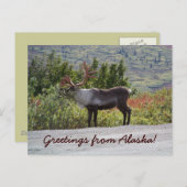 Groeten uit Alaska! Briefkaart (Voorkant / Achterkant)