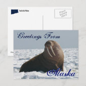 Groeten uit Alaska Bull Walrus Post Kaart (Voorkant / Achterkant)