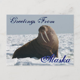 Groeten uit Alaska Bull Walrus Post Kaart