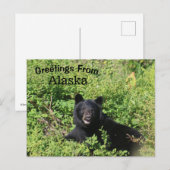 Groeten uit Alaska - Zwart Beer in Berry Struiken Briefkaart (Voorkant / Achterkant)