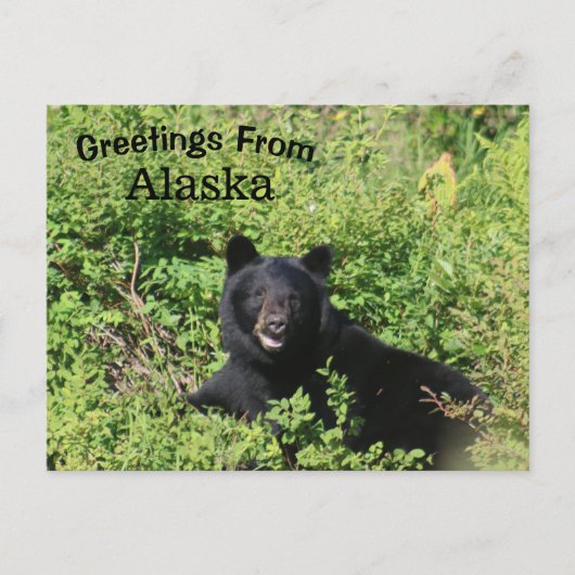 Groeten uit Alaska - Zwart Beer in Berry Struiken Briefkaart (Voorkant)