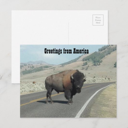 Groeten uit Amerika - Bison Briefkaart (Voorkant / Achterkant)