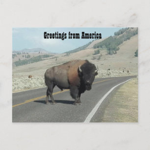 Groeten uit Amerika - Bison Briefkaart