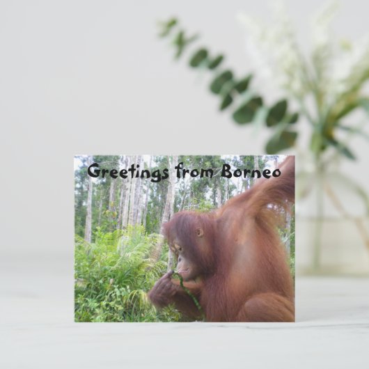 Groeten uit Borneo Briefkaart (Staand voorkant)