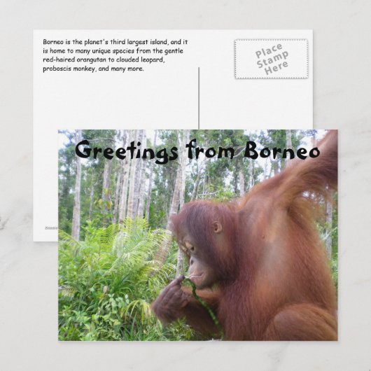 Groeten uit Borneo Briefkaart (Voorkant / Achterkant)