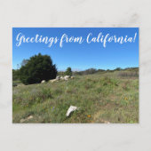 Groeten uit Californië! Briefkaart (Voorkant)