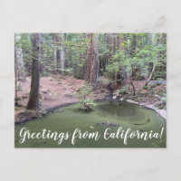 Groeten uit Californië: Redwood Forest Bathe