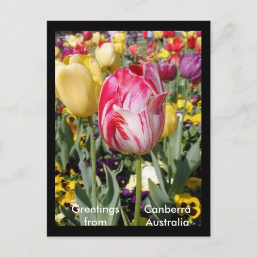 Groeten uit Canberra Australië Briefkaart (Voorkant)