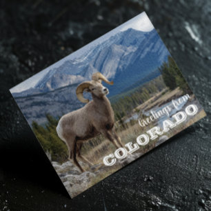 Groeten uit Colorado dikhoapige schapen Briefkaart
