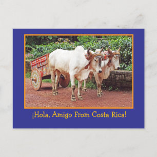 Groeten uit Costa Rica Briefkaart (ossen & oxcart)