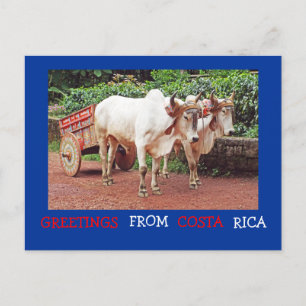 Groeten uit Costa Rica Briefkaart (ossen & oxcart)