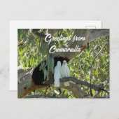 Groeten uit Cunnamulla Briefkaart (Voorkant / Achterkant)