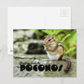 Groeten uit de Poconos Mischievous Chipmunk Briefkaart (Voorkant / Achterkant)