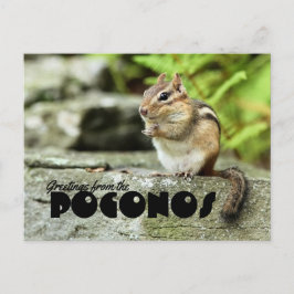 Groeten uit de Poconos Mischievous Chipmunk Briefkaart
