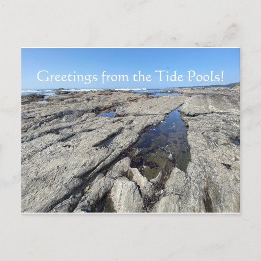 Groeten uit de Tide Pools! Briefkaart (Voorkant)