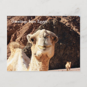Groeten uit een Egyptische Camel Briefkaart