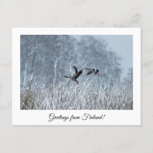Groeten uit Finland natuur souvenir briefkaart