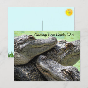 Groeten uit Florida Alligator Briefkaart