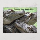 Groeten uit Florida Alligator Briefkaart (Voorkant)