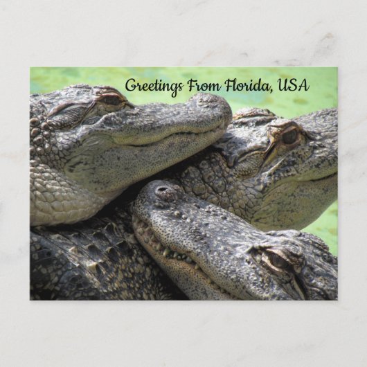 Groeten uit Florida Alligator Briefkaart (Voorkant)