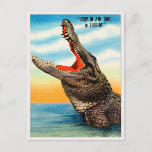 Groeten uit Florida Alligator Vintage Travel Briefkaart